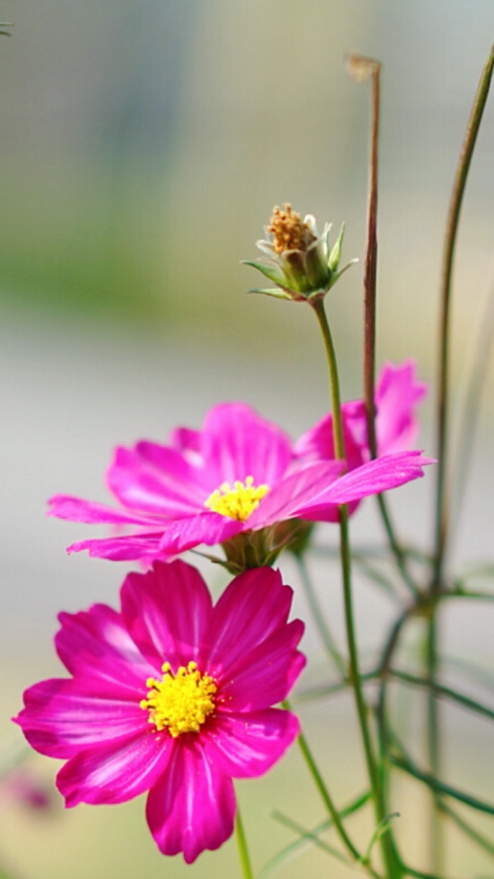 《格桑花》         《格桑花》点评:格桑花拍出来意境美还是很好看