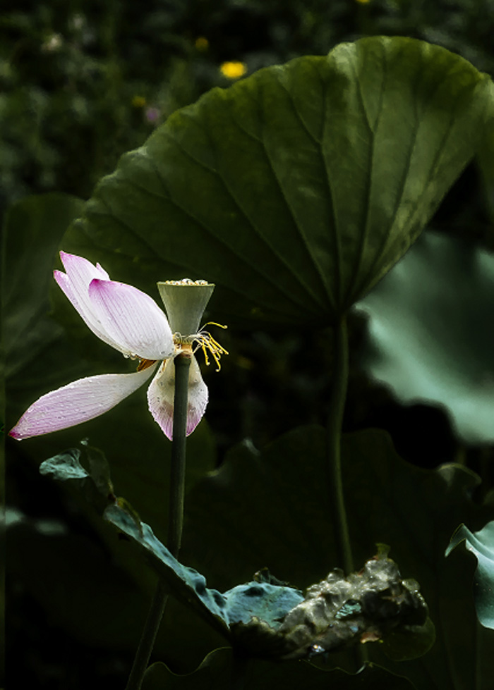 《荷花》作者：冯文 副本.jpg