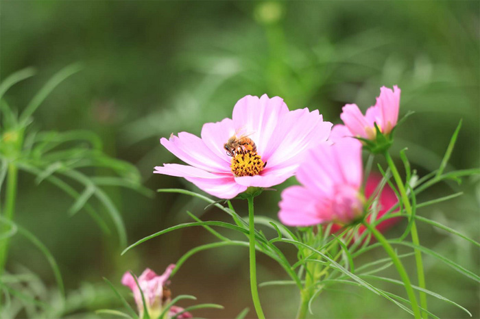 《花与蜜蜂》 作者墨璃 副本.jpg