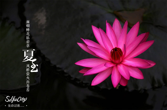《晨荷》 作者：生命过客 副本.jpg